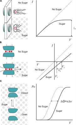 Sweetening K-channels: what sugar taught us about permeation and gating